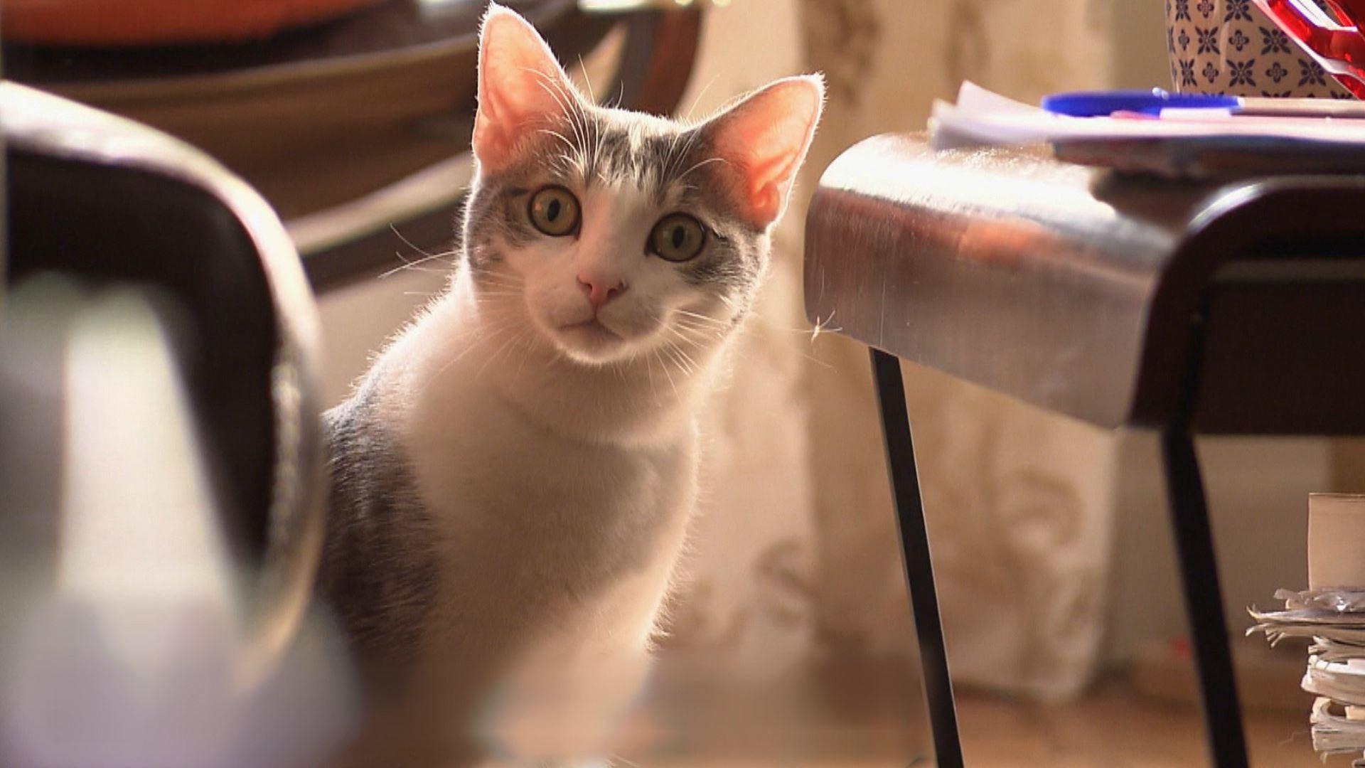 Le chat : meilleur ami de l'homme ?