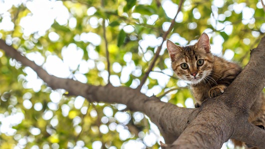 La vie secrète des chats