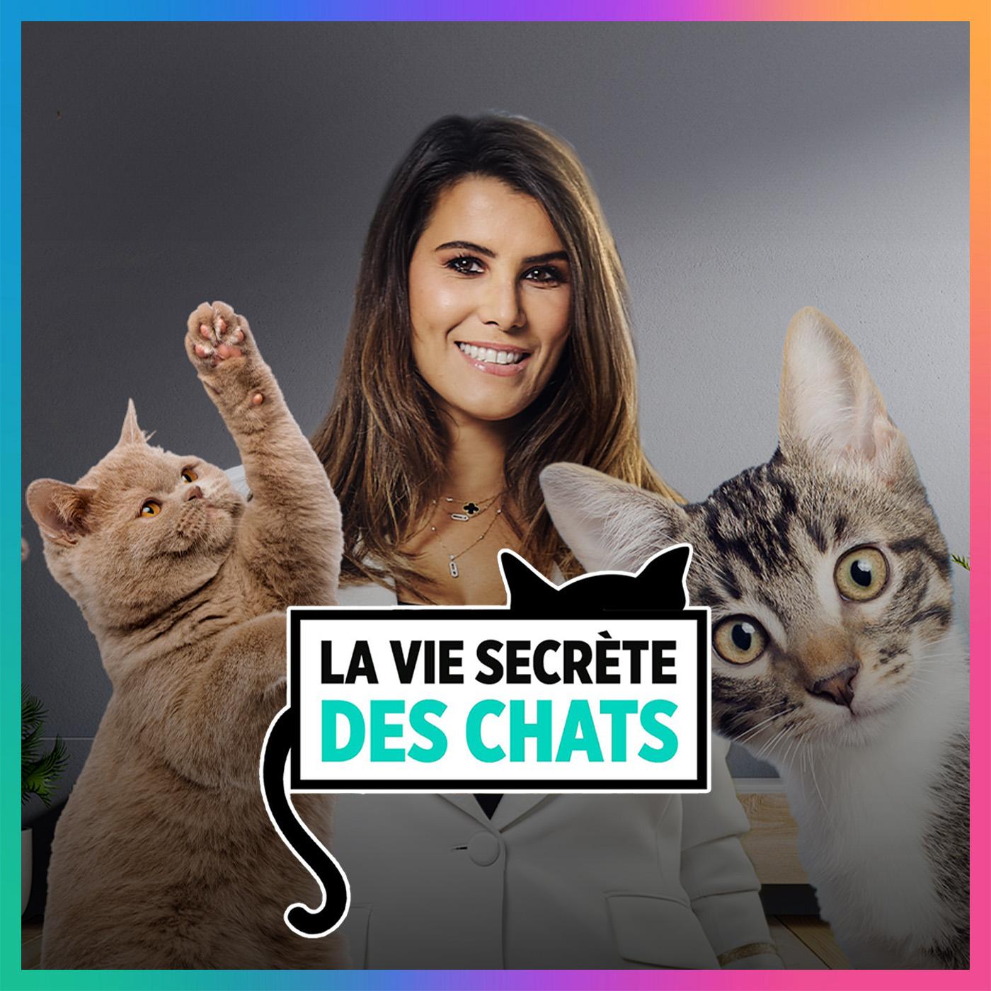 La vie secrète des chats