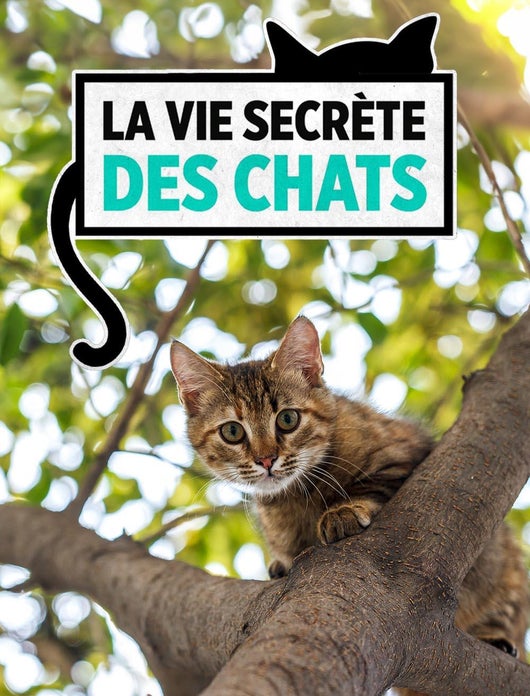 La vie secrète des chats