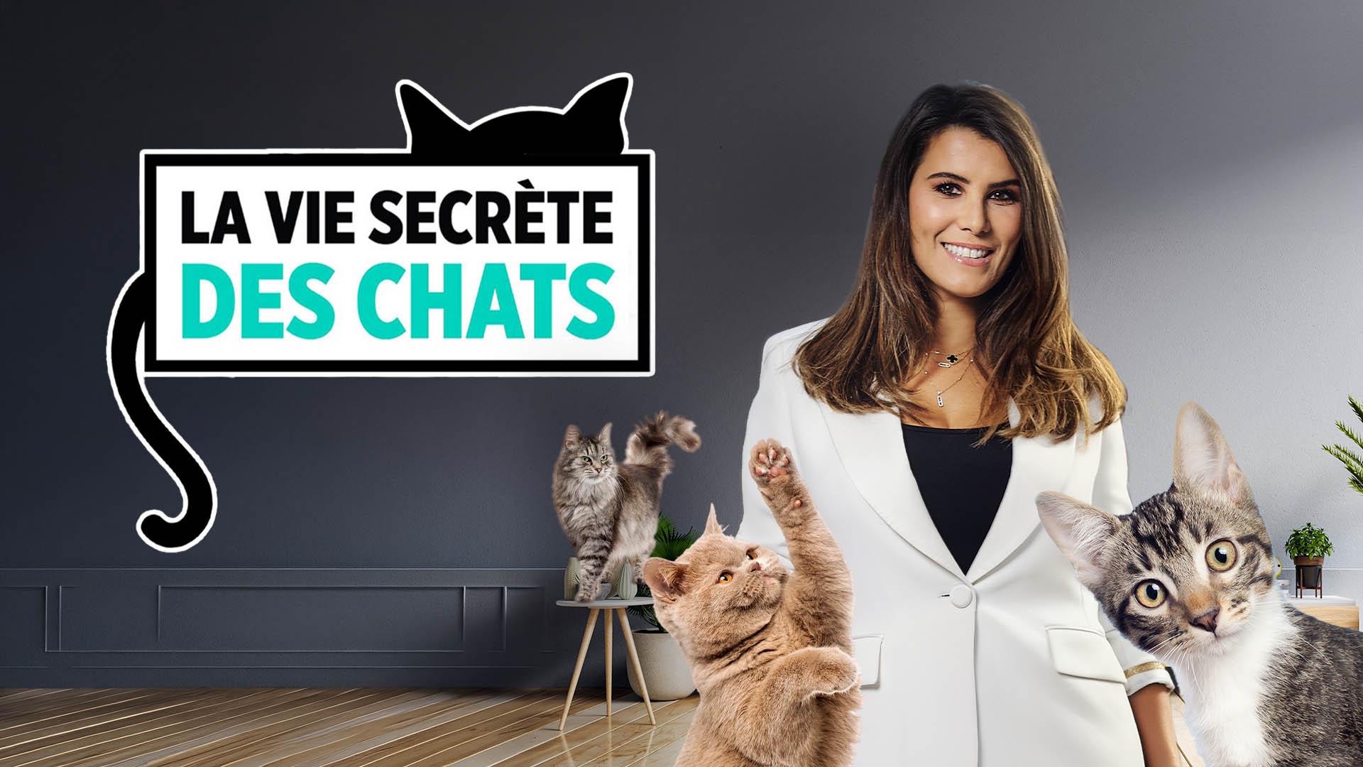 La vie secrète des chats