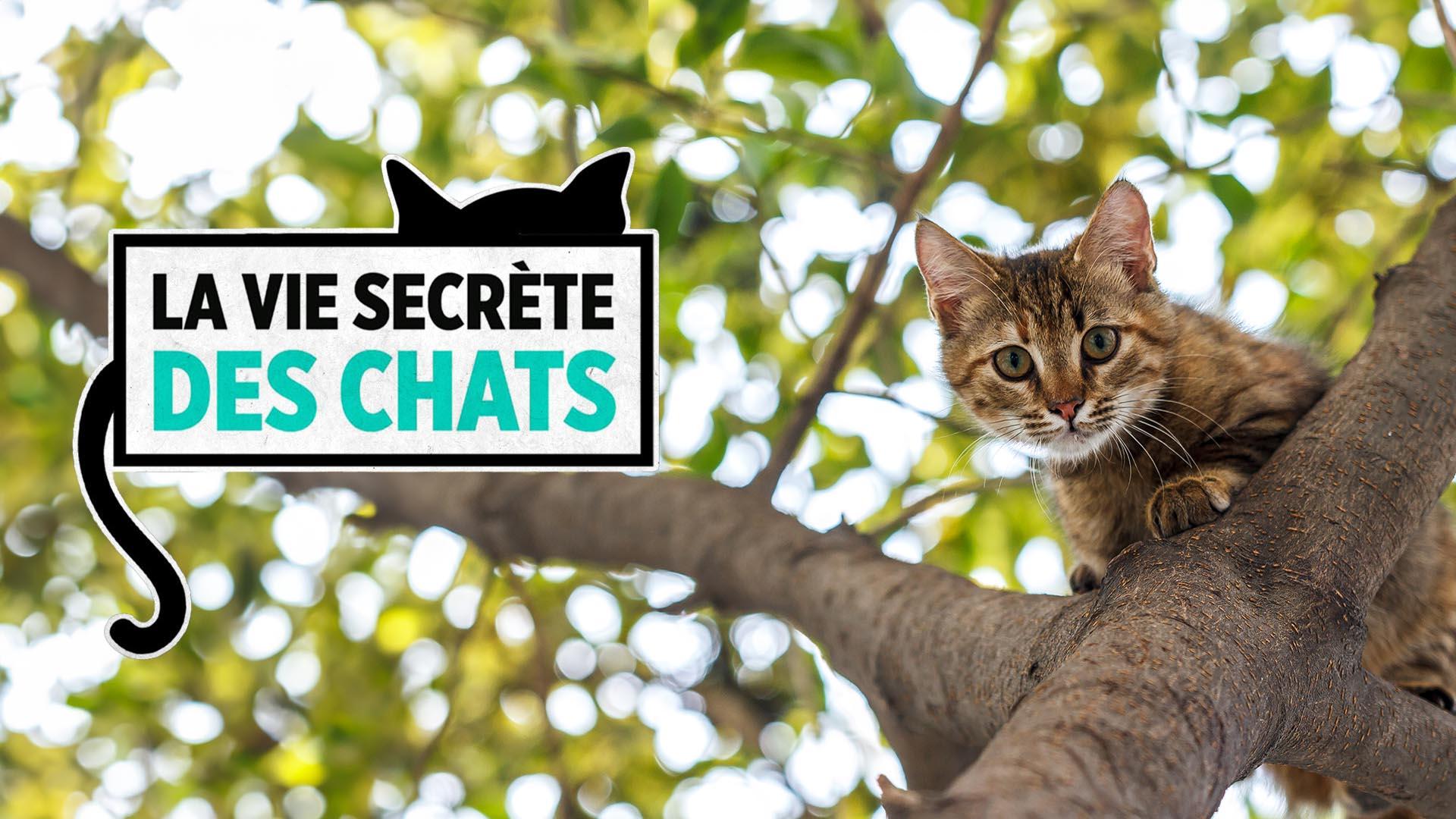 La vie secrète des chats