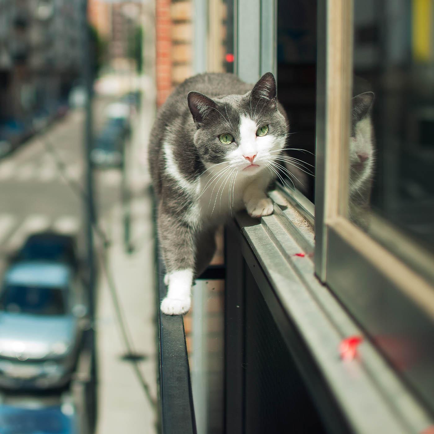 La vie secrète des chats