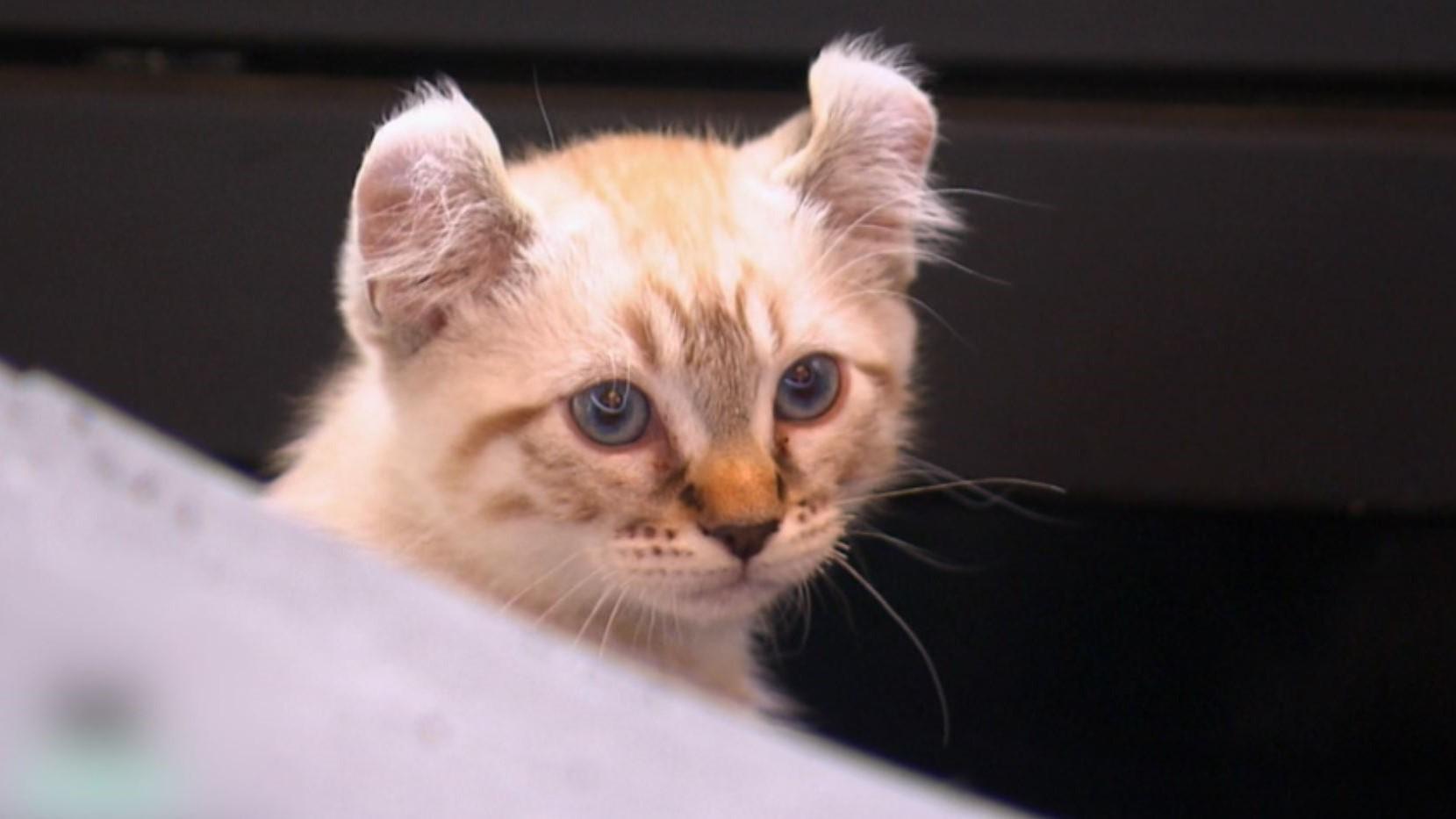 Quand le chat n'est pas là... où va-t-il ?