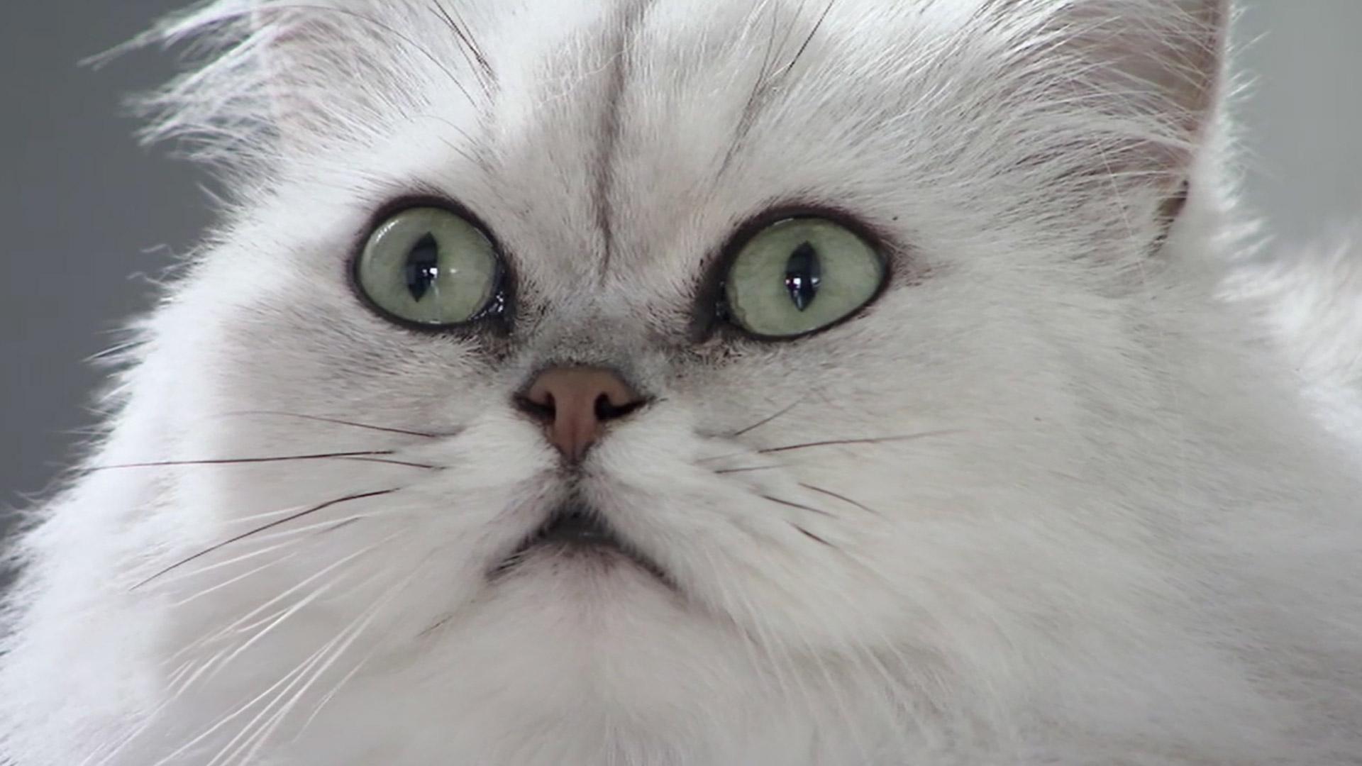 La langue du chat