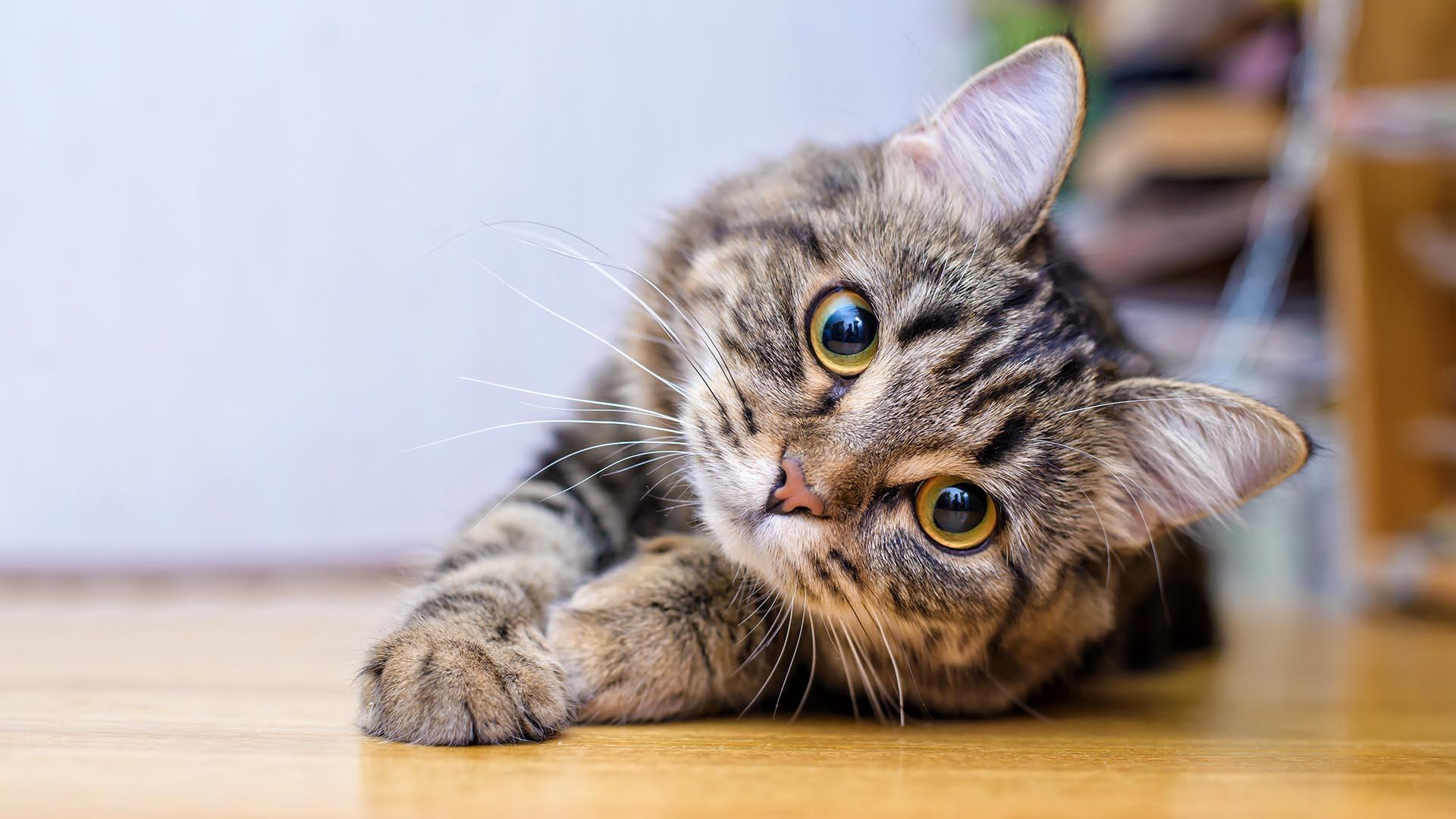 Dans la peau du chat