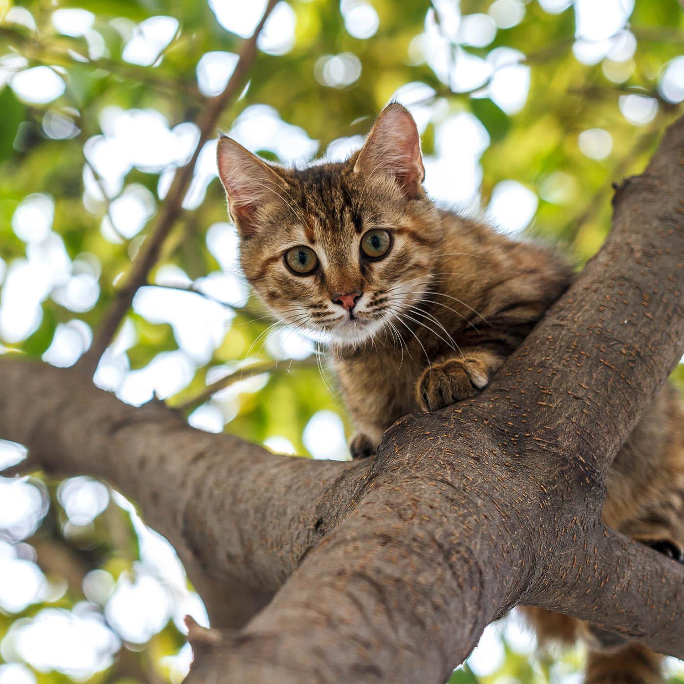 La vie secrète des chats 