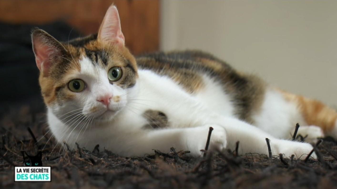 Le chat et l'homme: l'union sacrée ? Avec Jeanfi Janssens