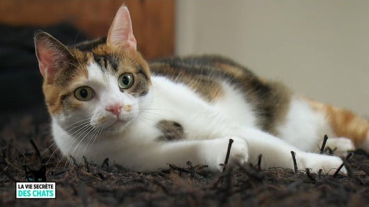Le chat et l'homme: l'union sacrée ? Avec Jeanfi Janssens