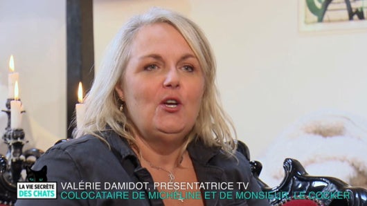 Chats de gouttière vs chats de race avec Valérie Damidot