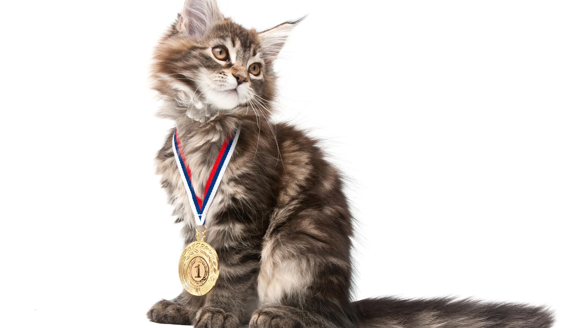 Les chats champions de France