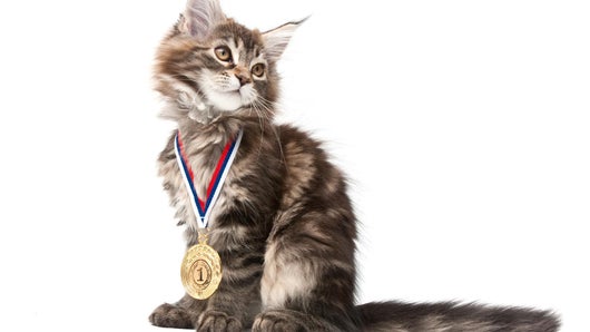 Les chats champions de France