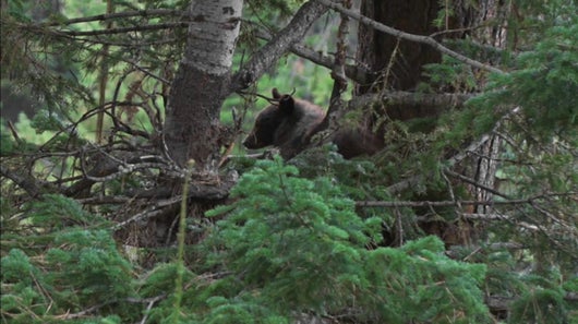 Face à l'ours
