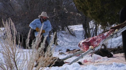 Des loups affamés