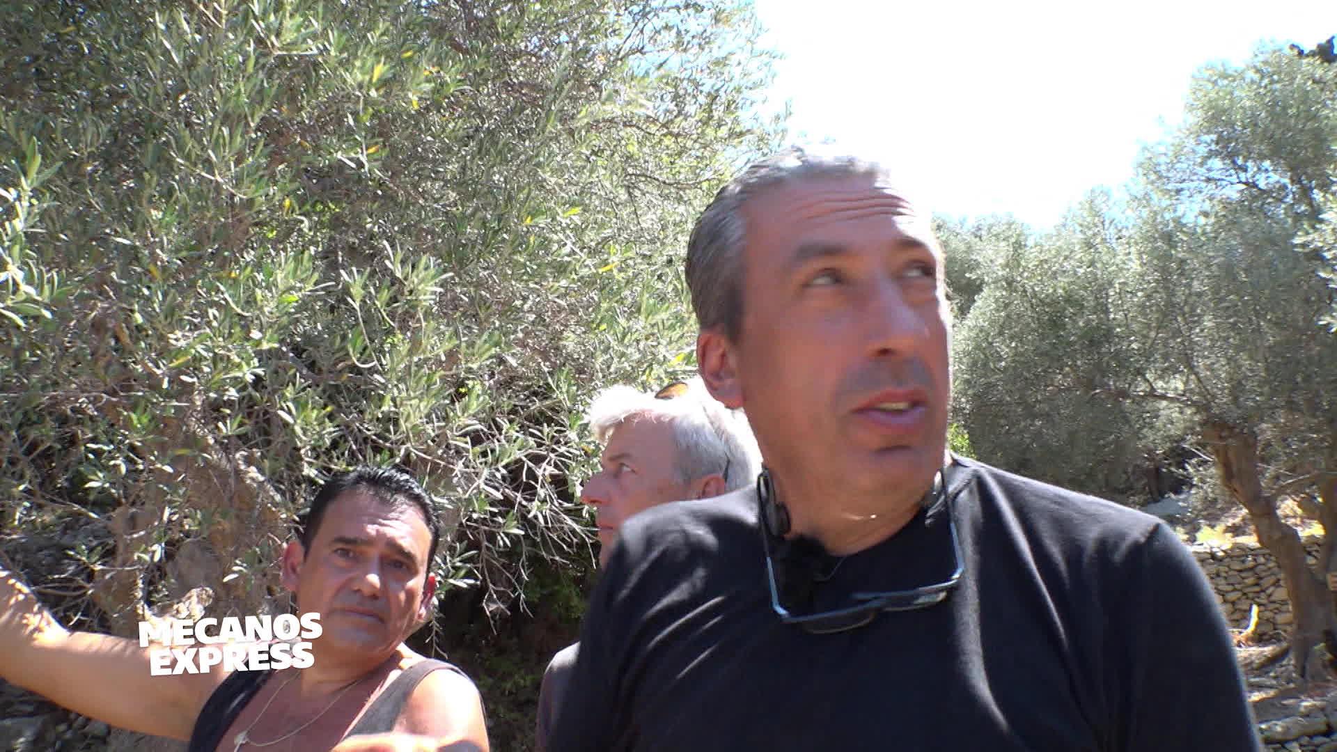 En quête d'olives